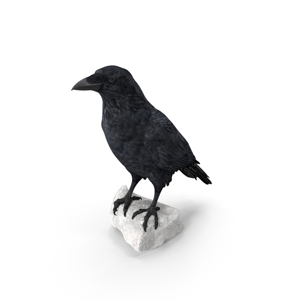 Raven PNG & PSD Images
