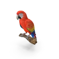 Scarlet Macaw PNG & PSD Images