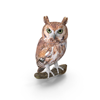 Screech Owl PNG & PSD Images