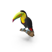 Toucan PNG & PSD Images