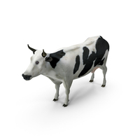 Cow Holstein PNG & PSD Images