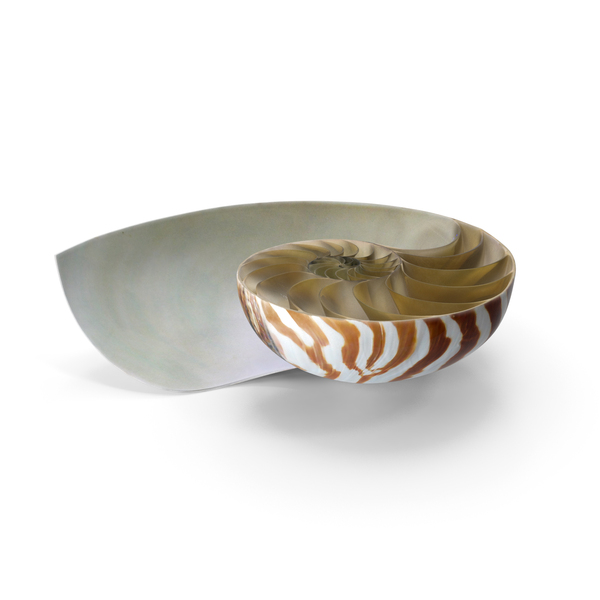 Nautilus Shell Slice PNG & PSD Images