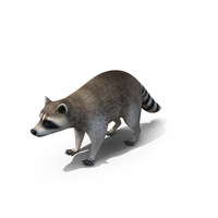 Raccoon PNG & PSD Images