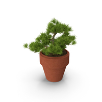 Plant PNG & PSD Images