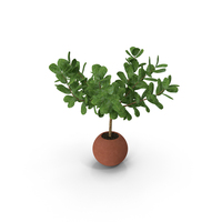 Plant PNG & PSD Images