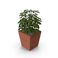 Plant PNG & PSD Images
