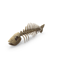 Worn Fish Skeleton PNG & PSD Images