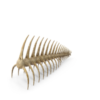 Fish spine PNG & PSD Images