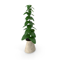 Indoor Plant PNG & PSD Images