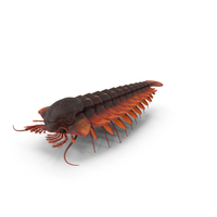 Sanctocaris Static PNG & PSD Images