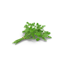 Cilantro Bunch With Rope PNG & PSD Images