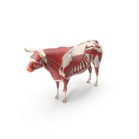 Bull Body, Skeleton and Muscles Static PNG & PSD Images