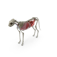 Cat Body, Skeleton and Organs PNG & PSD Images