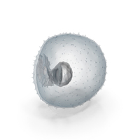 Human Embryo Stage 7 PNG & PSD Images