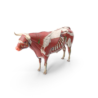 Full Bull Anatomy Static PNG & PSD Images
