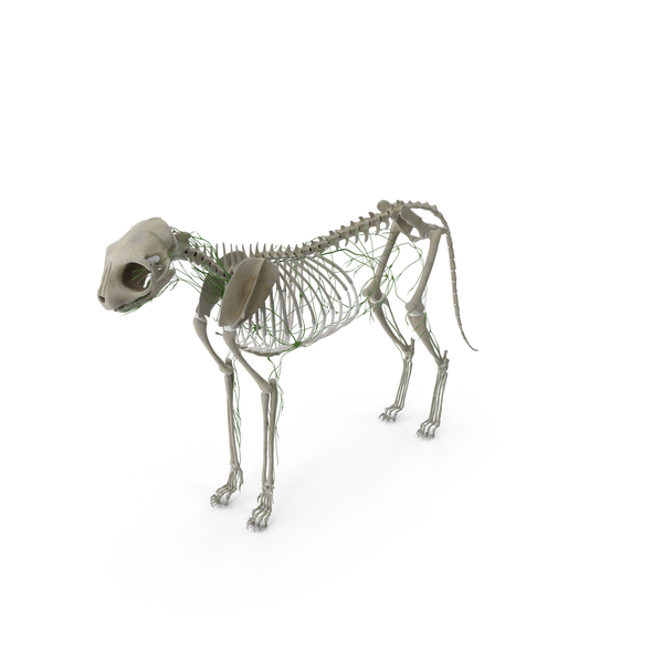 Cat Body, Skeleton and Lymphatic System Static PNG & PSD Images