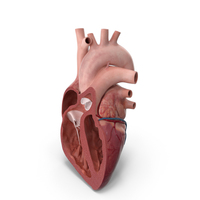 Heart Anterior Section Static PNG & PSD Images