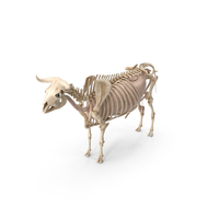 Bull Body, Skeleton and Organs Static PNG & PSD Images