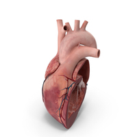 Heart Lateral Section Static PNG & PSD Images