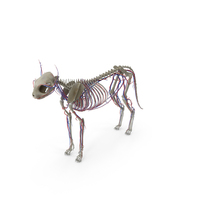 Cat Body, Skeleton and Vascular System Static PNG & PSD Images