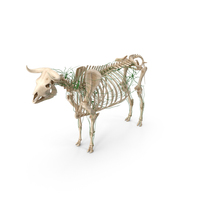 Bull Body, Skeleton and Lymphatic System Static PNG & PSD Images