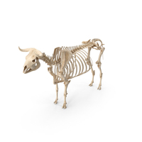 Bull Body and Skeleton Static PNG & PSD Images