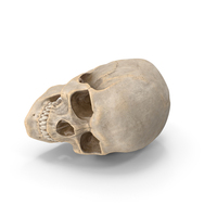 Human Skull PNG & PSD Images