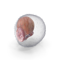 Human Embryo Stage 11 PNG & PSD Images