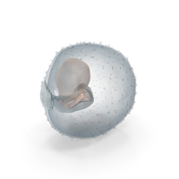 Human Embryo Stage 9 PNG & PSD Images