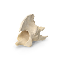 South American Coati (Nasua Nasua) Axis Cervical Vertebrae Bone PNG & PSD Images