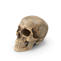 Human Skull Dirty Posed PNG & PSD Images