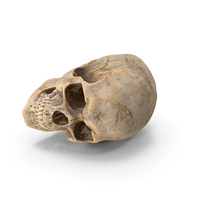 人类头骨肮脏的姿势PNG和PSD图像