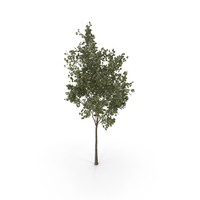 Young Tree PNG & PSD Images