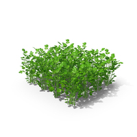 Cilantro Garden Bed PNG & PSD Images