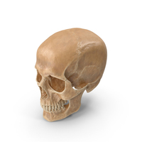 Human Skull Plastic PNG & PSD Images
