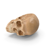 Human Skull Plastic Posed PNG & PSD Images