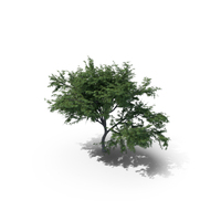 HookThorn Tree PNG & PSD Images