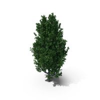 Cypress Oak Tree PNG & PSD Images