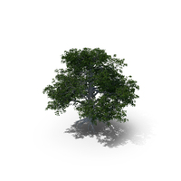 European Beech Tree PNG & PSD Images