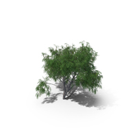 Honey Mesquite Tree PNG & PSD Images