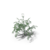Mimosa Tree PNG & PSD Images