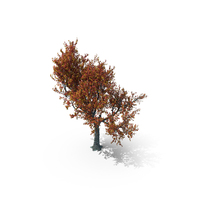Red Oak Tree In Autumn PNG & PSD Images