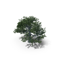 White Oak Tree PNG & PSD Images