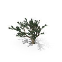 Cedar Of Lebanon Tree PNG & PSD Images