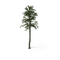 Monkey Puzzle Tree PNG & PSD Images