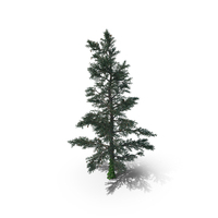 White Fir Tree PNG & PSD Images