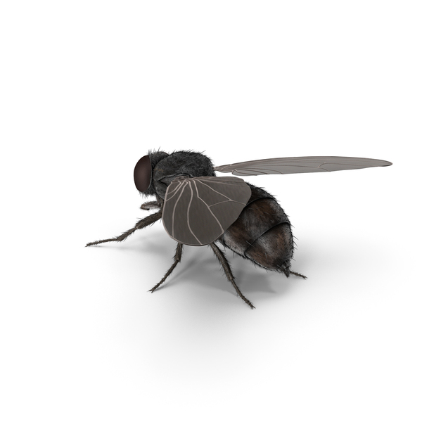 House Fly PNG & PSD Images