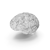Wireframe Human Brain PNG & PSD Images