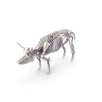 Pig Body Skeleton and Vascular System Static PNG & PSD Images