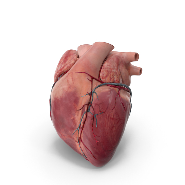 Heart Transverse Section Static PNG & PSD Images